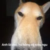 ✨Tuệ An✨