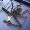 itouchbugs
