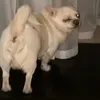 udya_777