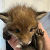 ourfoxclub