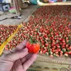 hoanghiep123_2