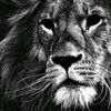 user9409961333185