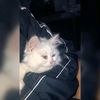 habibamohamed7813