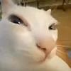 josxdupao