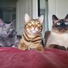 breakfastofcats
