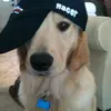 saiedxdb