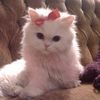 __haneen_o