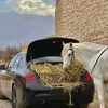 abdel.elasre