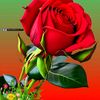 bikash600600