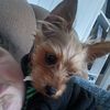 peaches_medora