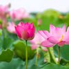 nguyen.t.phuong.nhung22