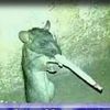 ratboismokingweed
