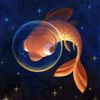 your_local_goldfish