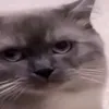 skjsshaoo