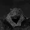kaya._85