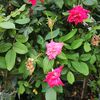 wolfrose9657