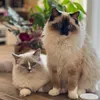 meekoandmorrisey