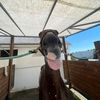 rubycalger72