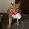 orangefatcatelton