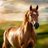 sam_waleah