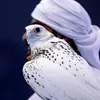 dr.ali_hade
