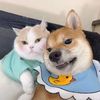 petclub165