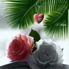 lmocha.fouzia