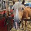 horselover246813579