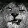 youssefelhachimi42