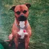 hirn_tot_1988