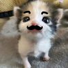 miawwmmii