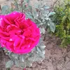 .fatma8727