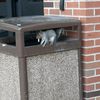 trash_can_squirrel
