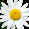 ommohammad6310