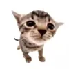sillykitten1485