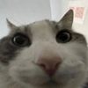 the_actual_cia
