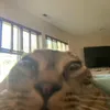 bangielcys
