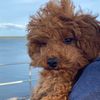 zicothecavoodle