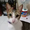 nekoshop22