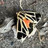 trans_mutation