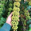 Quốc Tuấn - Chil Cà Phê Farm