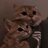 misou.dz