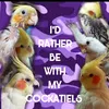 cockatiel_crazy_
