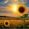 anapahqbpfo