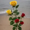 user4904760559212