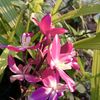 luver.blooms