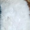alialhajii8