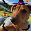 i_love_my_pets66