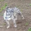 icebullo