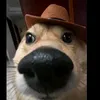 corteesvideosvirais